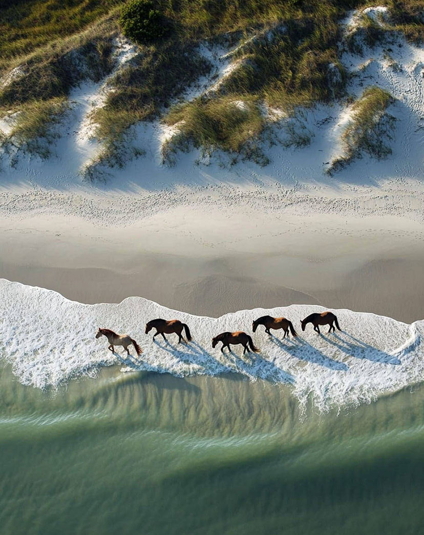 Wild Horses Aerial Ocean Beach View